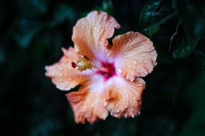 粉红色芙蓉花水滴特写照片